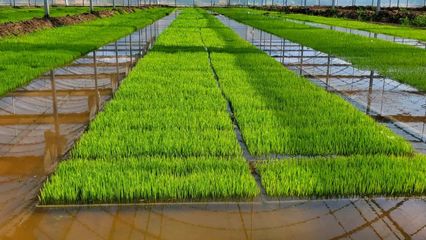 2022年,水稻种植要讲究哪“三个字”?
