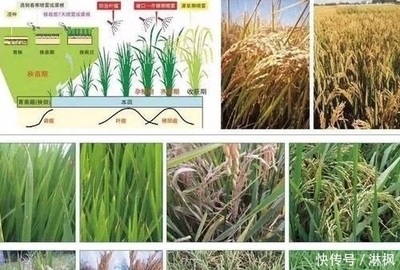 水稻种植,抽穗扬花期的稻田管理要点,这些方法您掌握了吗?