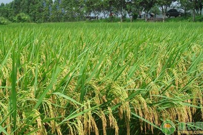 今年水稻种植亏损严重,2019水稻怎么种才能赚钱?