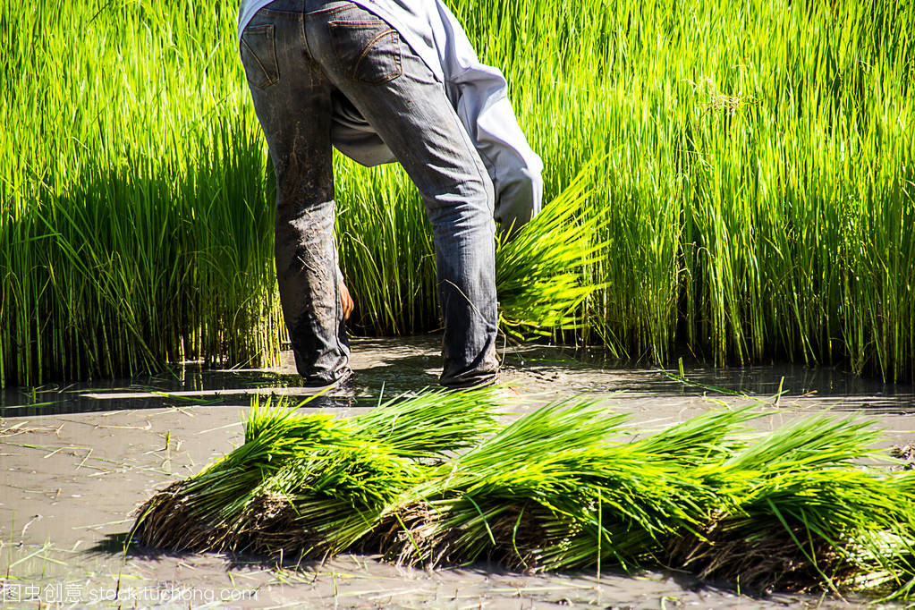 农民水稻农民种植水稻、 犁