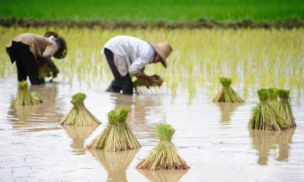 在泰国的水稻种植
