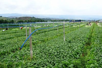 昭通鲁甸:蔬菜种植拓宽农民增收致富路