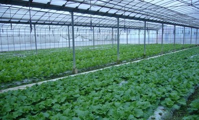 蔬菜种植基地。