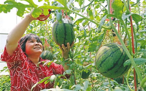 一季度陕西农产品出口同比增长51.9