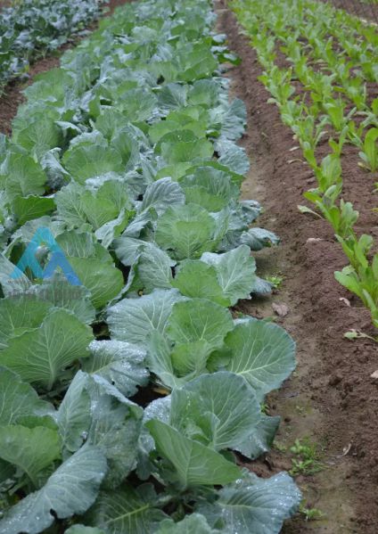 四川仪陇县高升蔬菜种植农民专业合作社,无公害绿色食品蔬菜基地